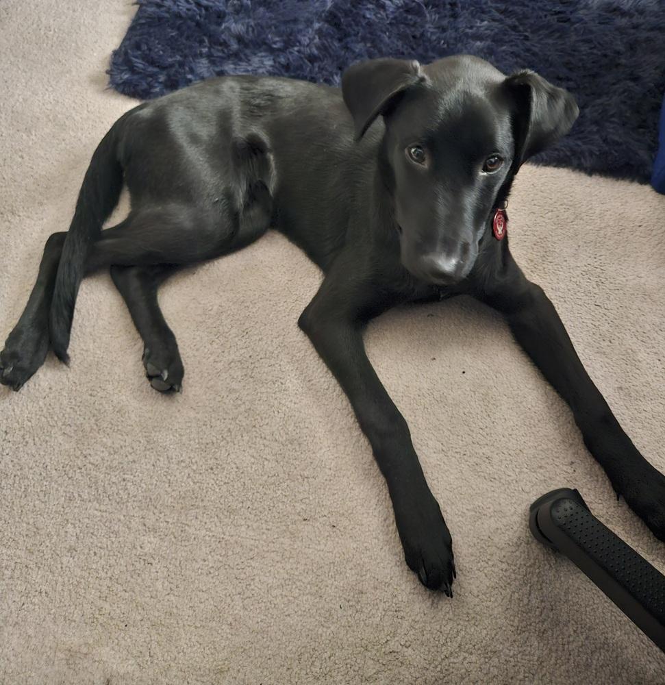 Green, Adopted, Young Male Mixed Breed.