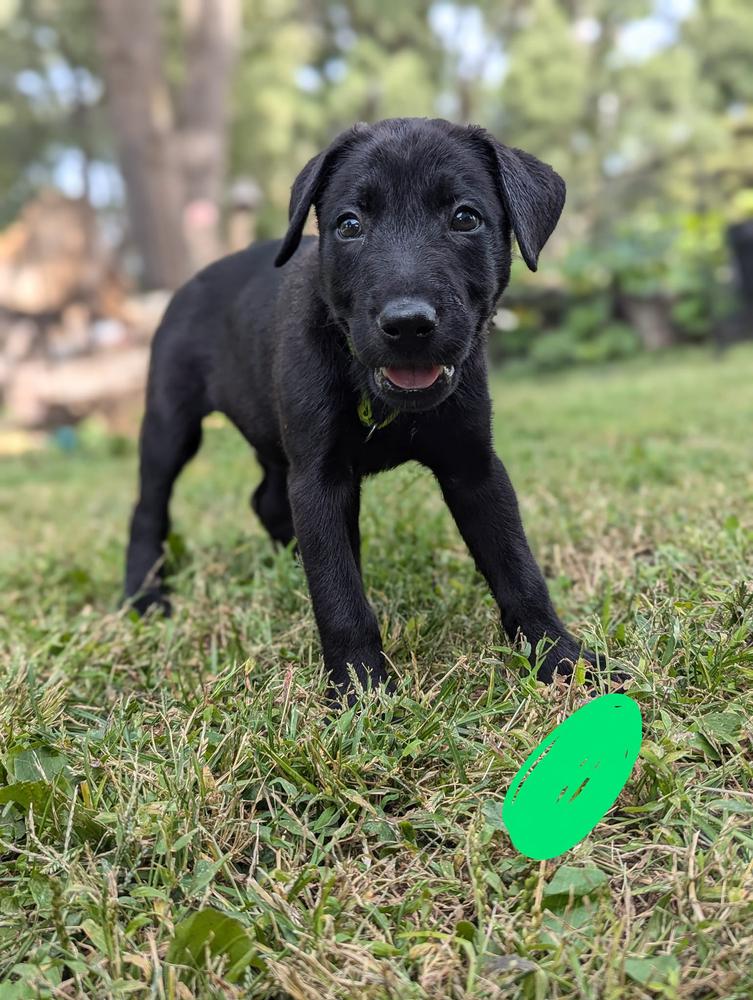 Green, a Adopted mixed breed in Urbana, IL image 2/3