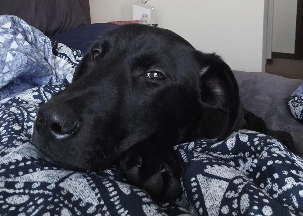 Green, a Adopted mixed breed in Urbana, IL image 3/3