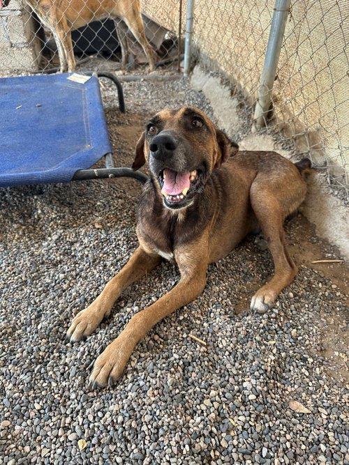 Enlarge Goyo, an adoptable mixed breed in Los Angeles, CA image 4/6