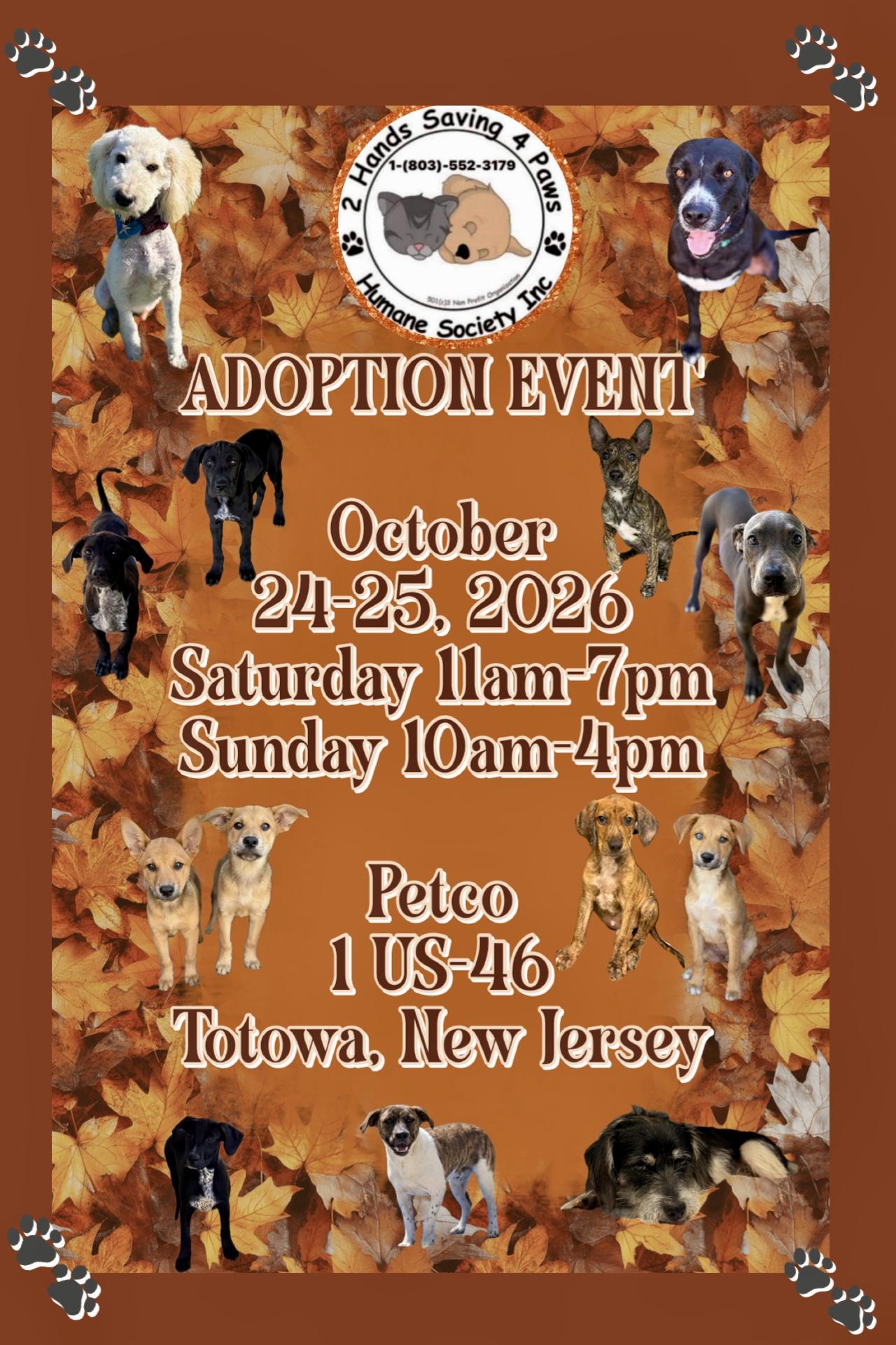 Enlarge Ulyssa, a Adoptable mixed breed in Totowa, NJ image 2/2