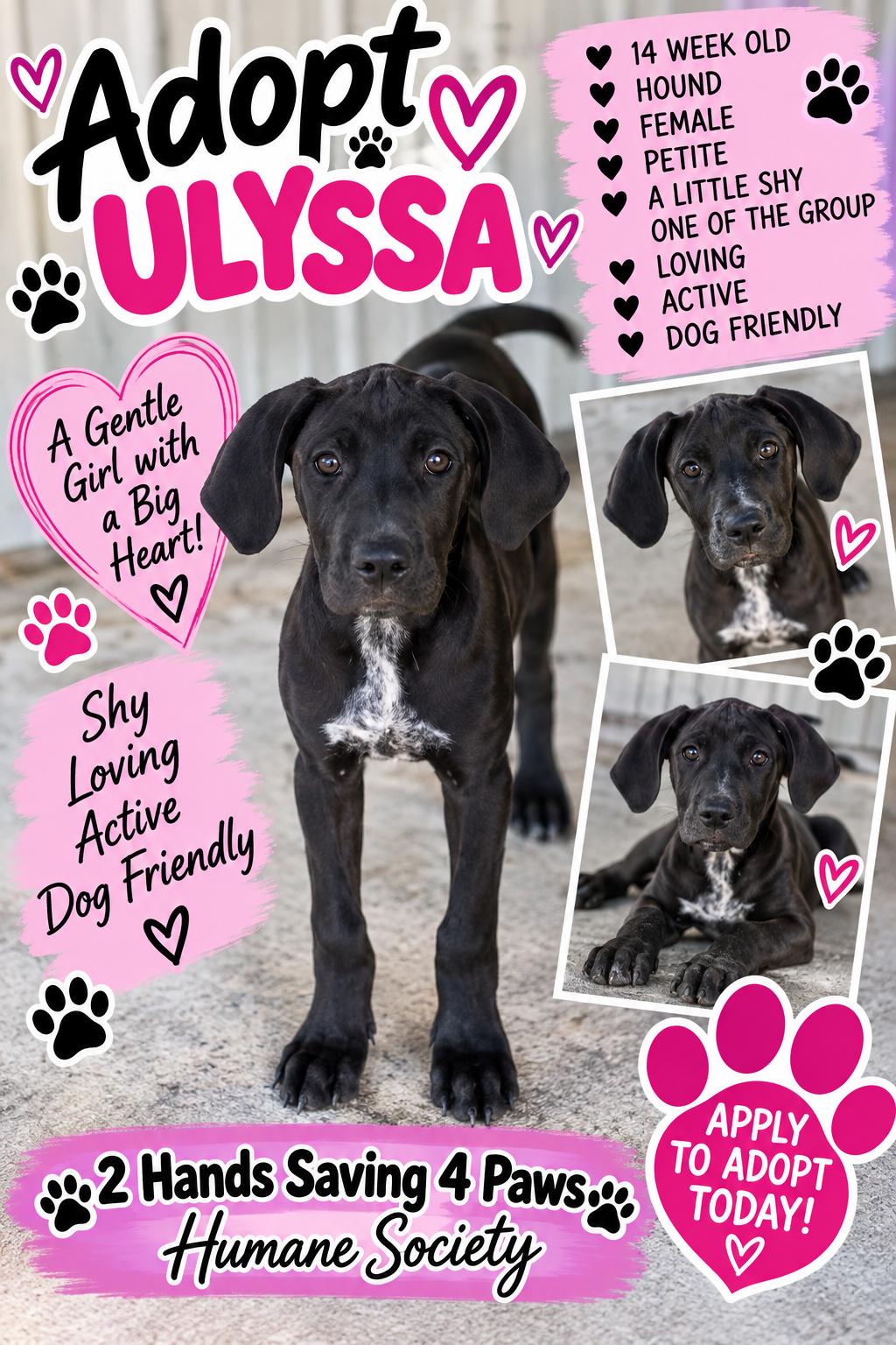 Ulyssa, Adoptable, Puppy Female Hound.