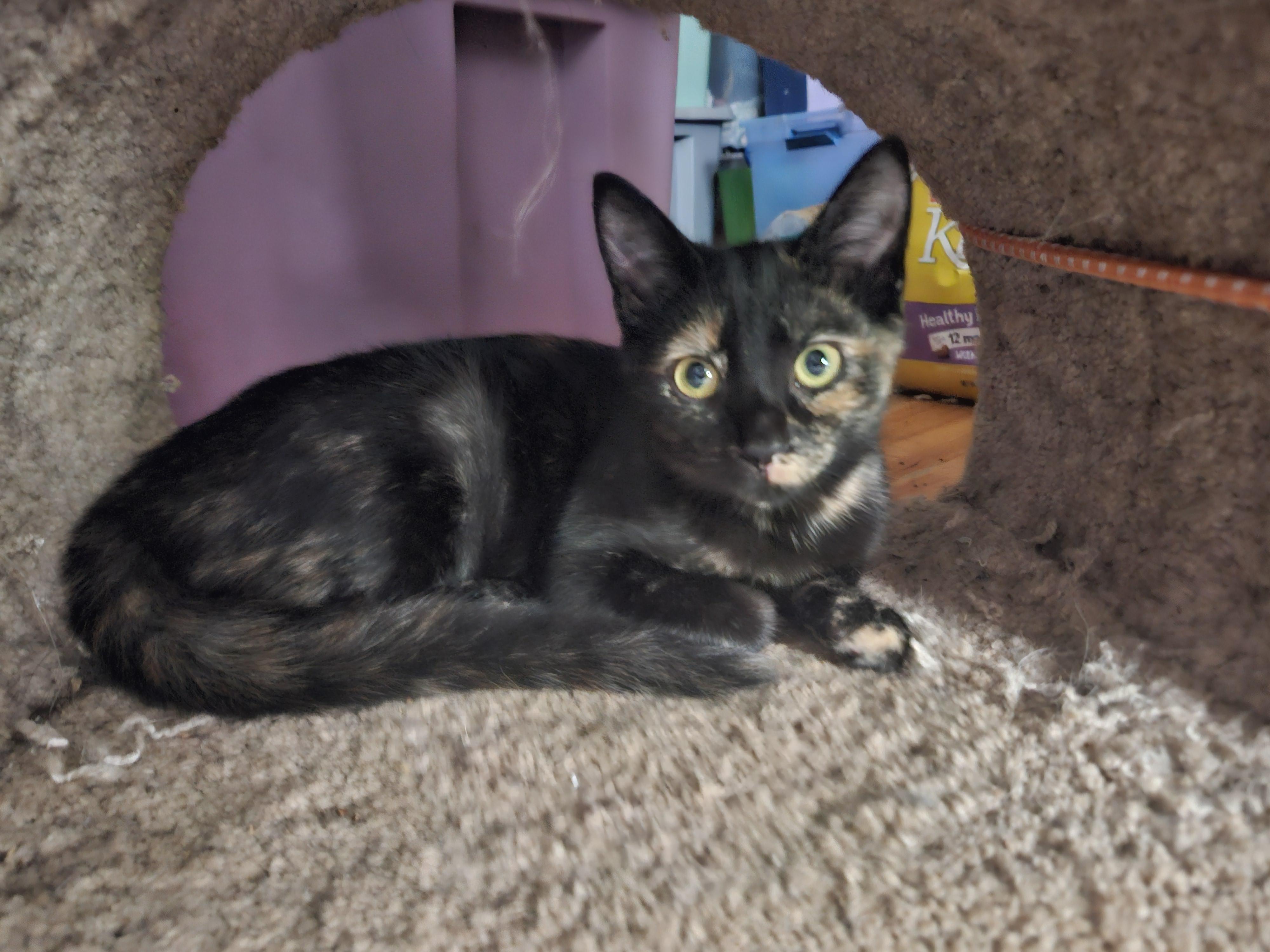Mary, a Adoptable Domestic Short Hair in Glen Burnie, MD image 3/3