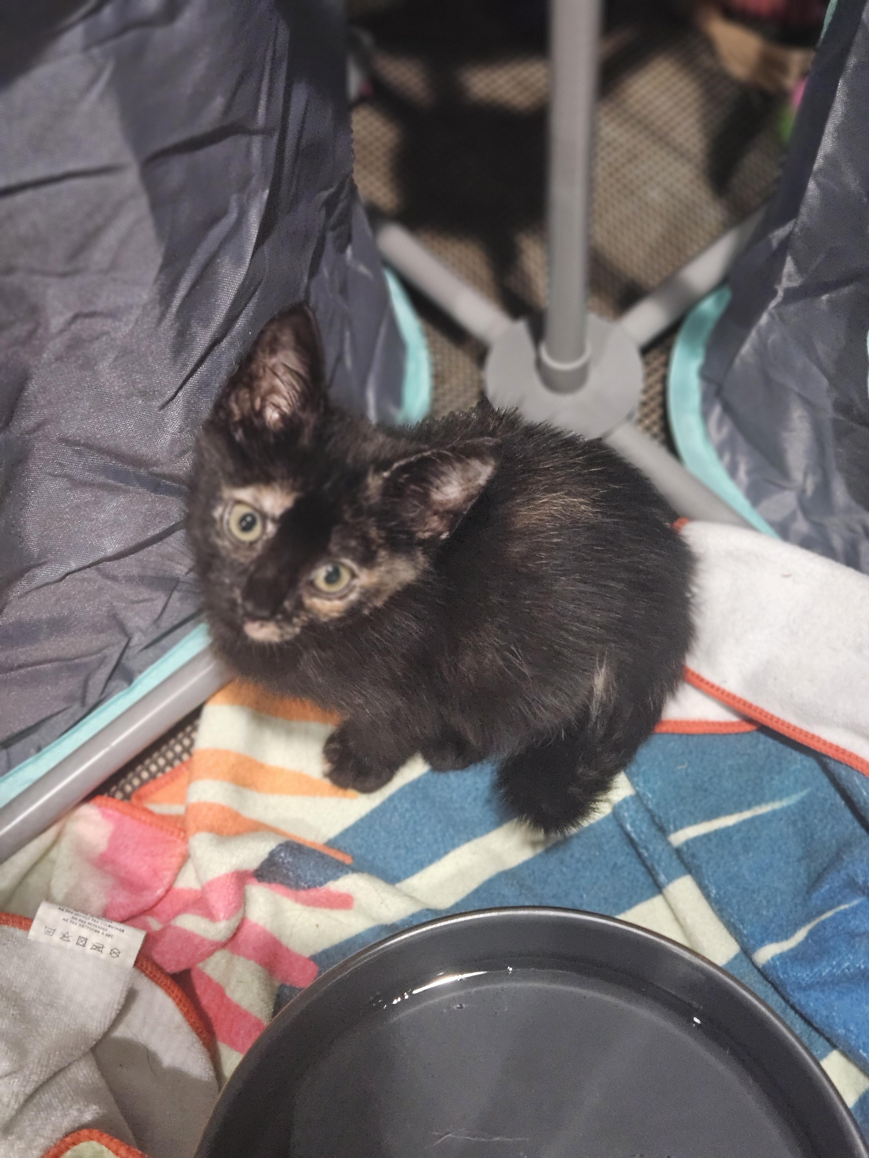 Mary, a Adoptable Domestic Short Hair in Glen Burnie, MD image 2/3