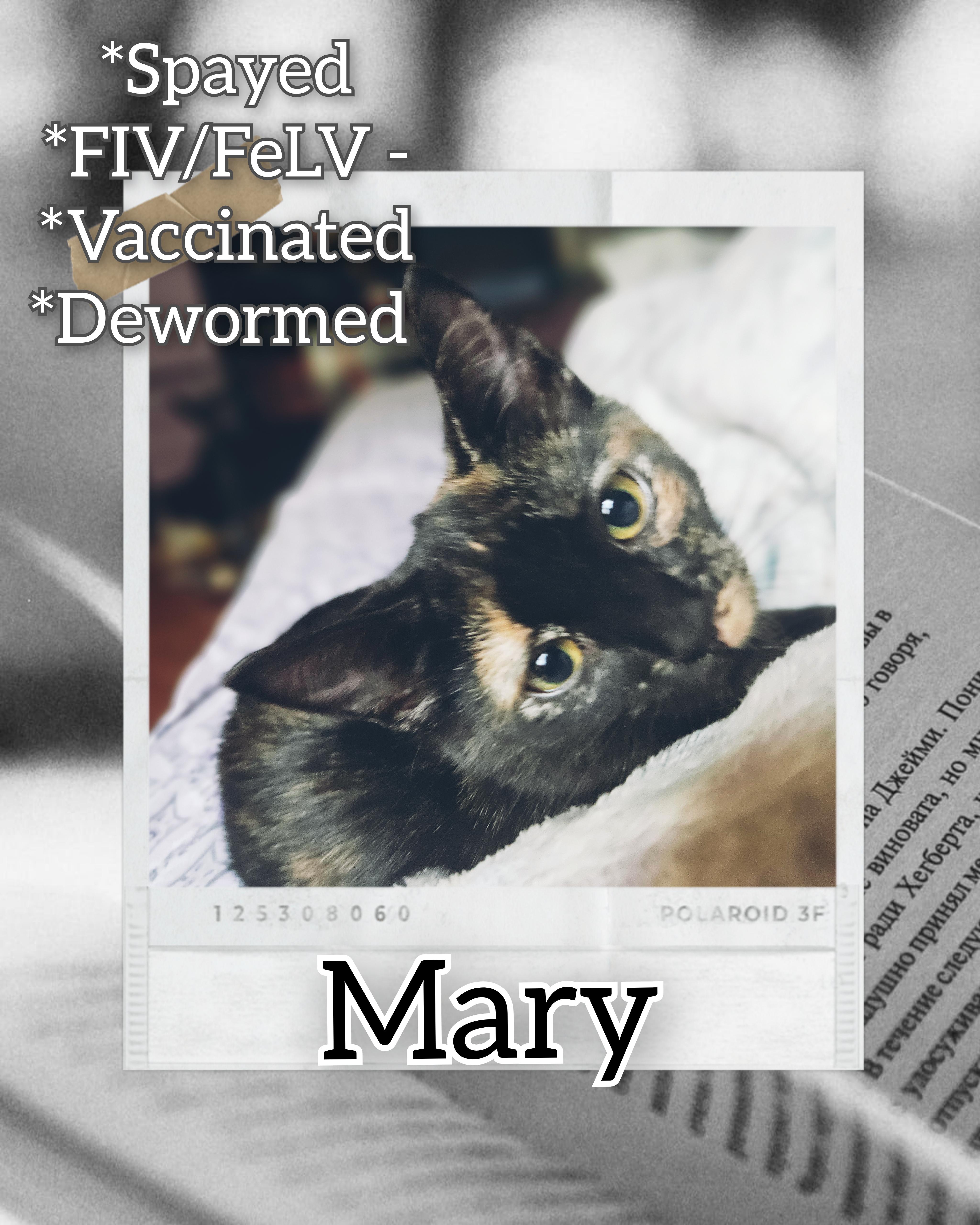 Mary, a Adoptable Domestic Short Hair in Glen Burnie, MD image 1/3
