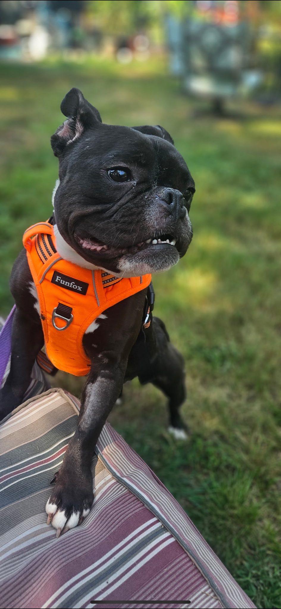 Enlarge Willow, a Adoptable mixed breed in Union Beach, NJ image 1/2