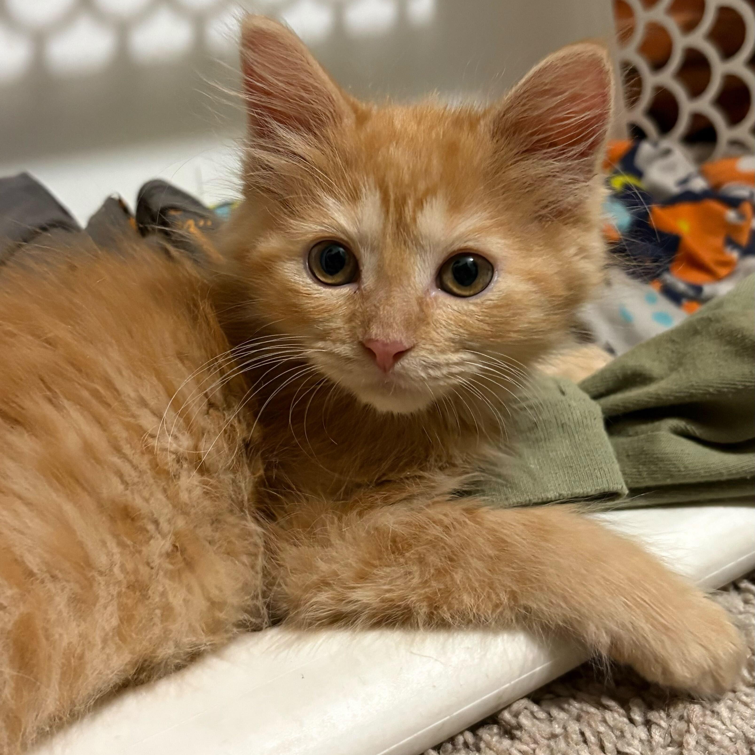 Enlarge Sneezy, an adopted Domestic Long Hair in Washington, MI image 1/1