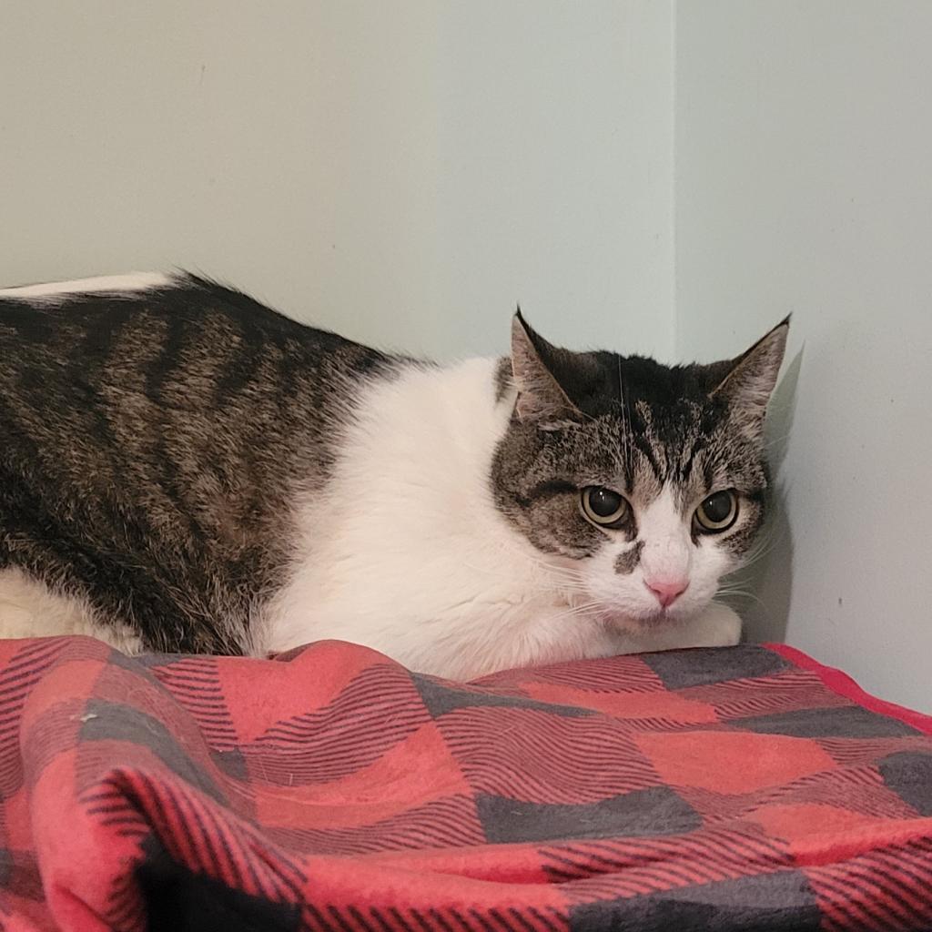 Craig, Adoptable, Senior Male Domestic Short Hair.