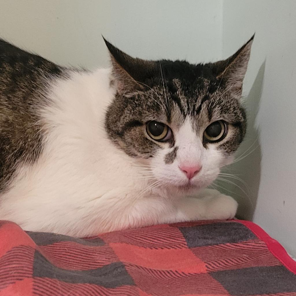 Craig, a Adoptable Domestic Short Hair in Brimfield, MA image 2/5