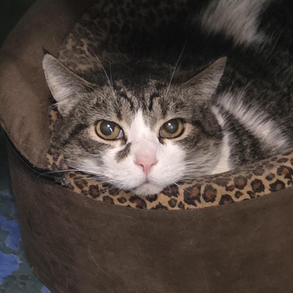 Enlarge Craig, a Adoptable Domestic Short Hair in Brimfield, MA image 1/6