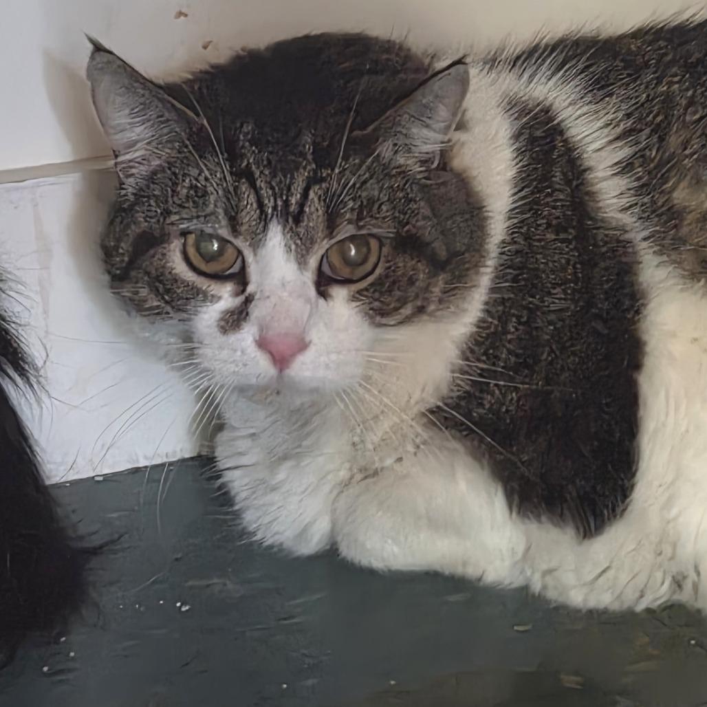 Craig, a Adoptable Domestic Short Hair in Brimfield, MA image 3/5