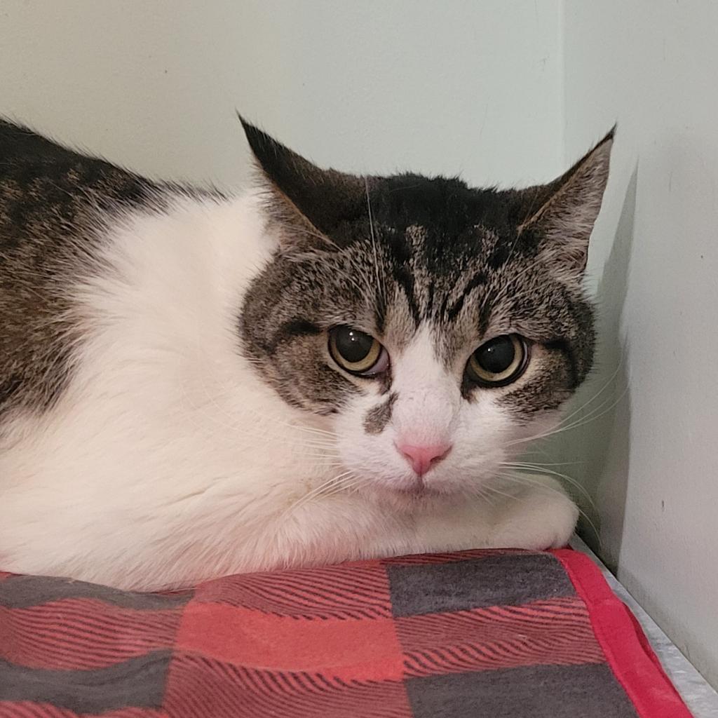 Craig, a Adoptable Domestic Short Hair in Brimfield, MA image 4/5