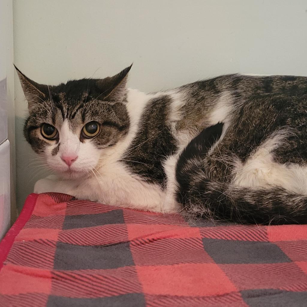 Craig, a Adoptable Domestic Short Hair in Brimfield, MA image 5/5