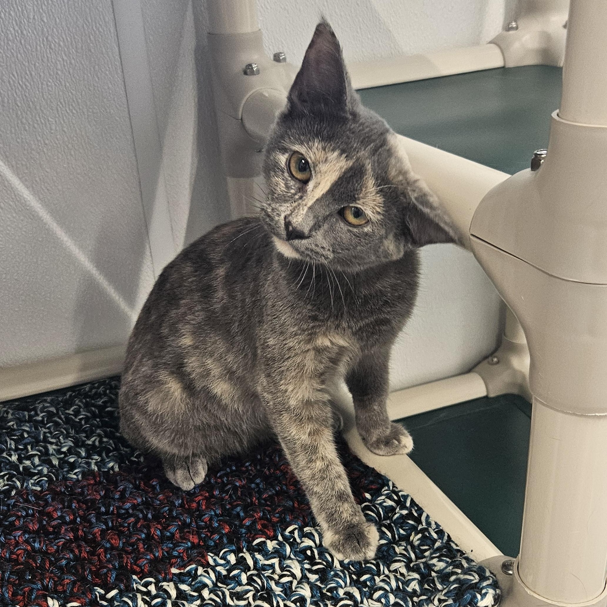 Princess Zelda, adopted, Kitten Female Domestic Short Hair.
