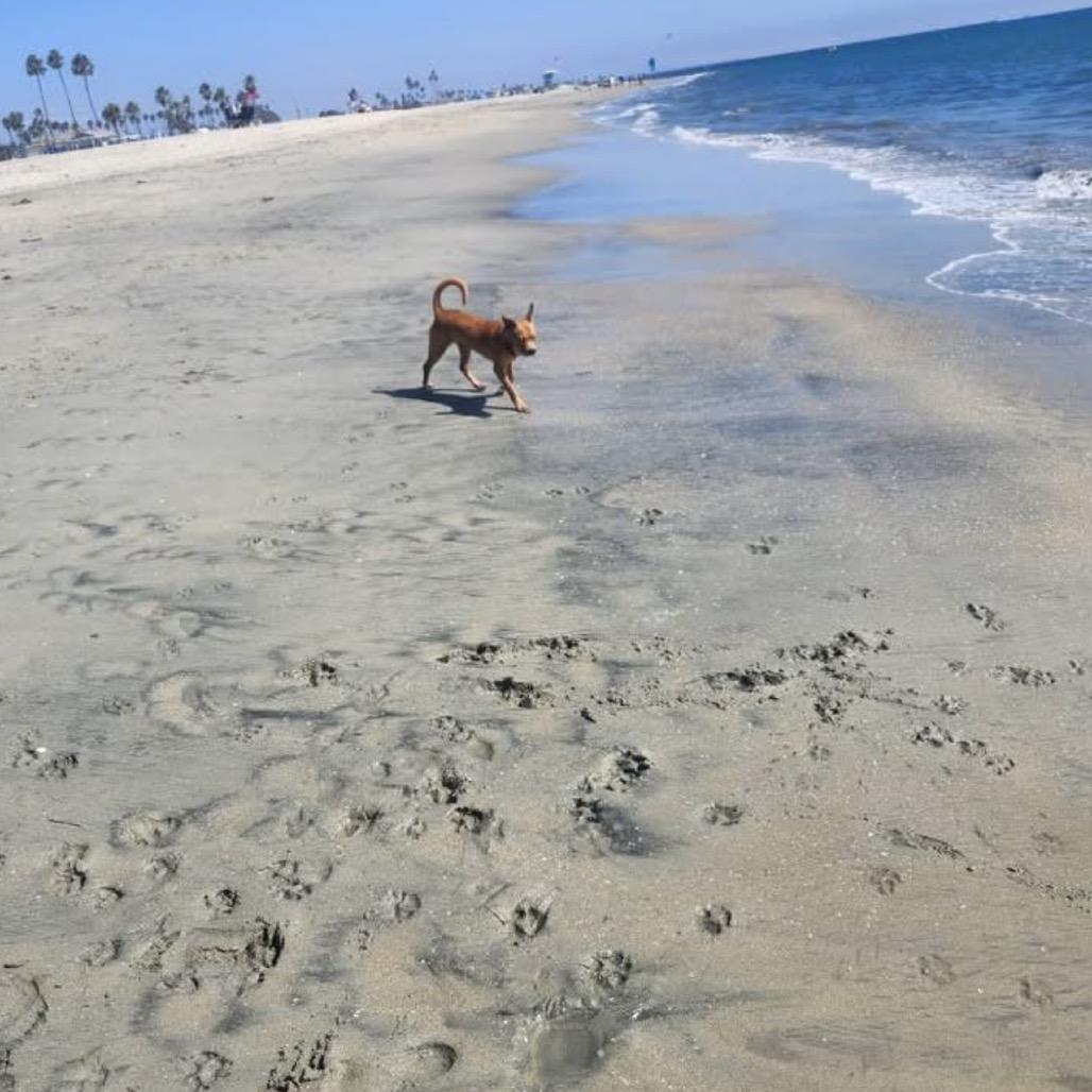 Enlarge Tarantino, a Adoptable mixed breed in Long Beach, CA image 3/4