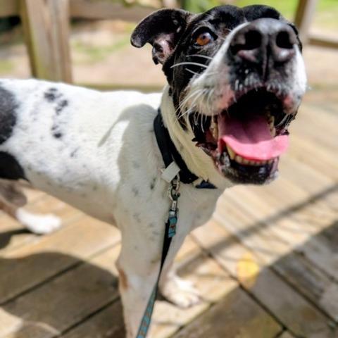Tank, a Adoptable Mixed Breed in Jacksonville, FL image 2/6