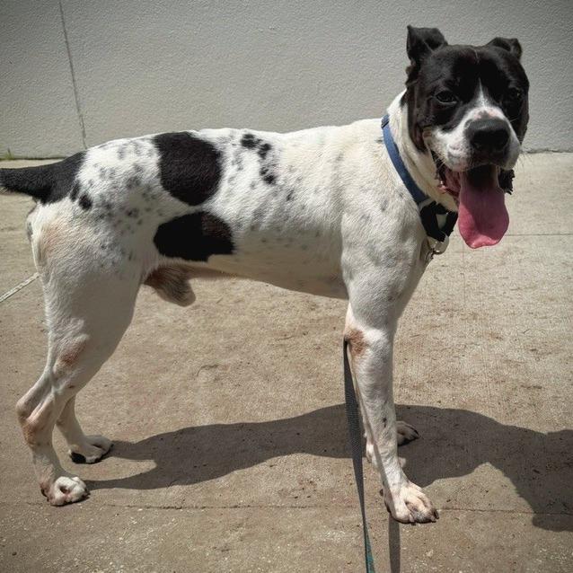 Tank, a Adoptable Mixed Breed in Jacksonville, FL image 3/6