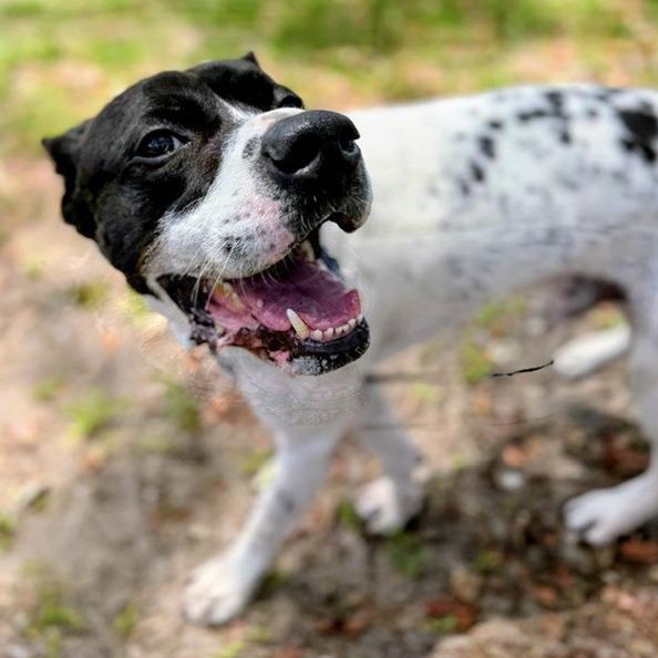 Tank, a Adoptable Mixed Breed in Jacksonville, FL image 4/6