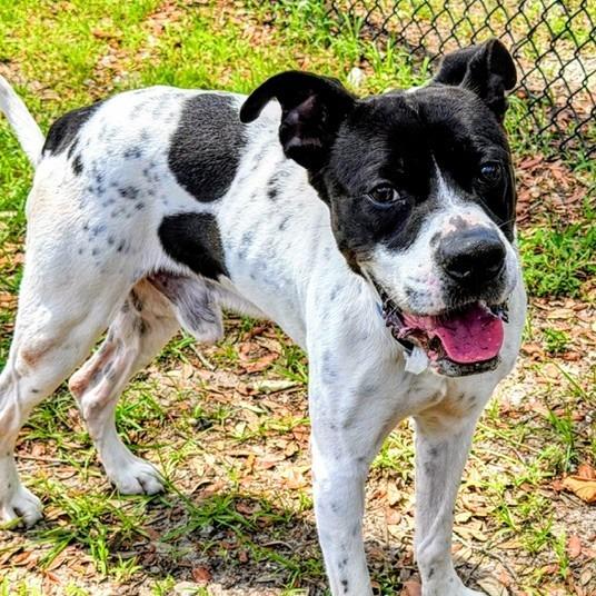 Tank, a Adoptable Mixed Breed in Jacksonville, FL image 5/6