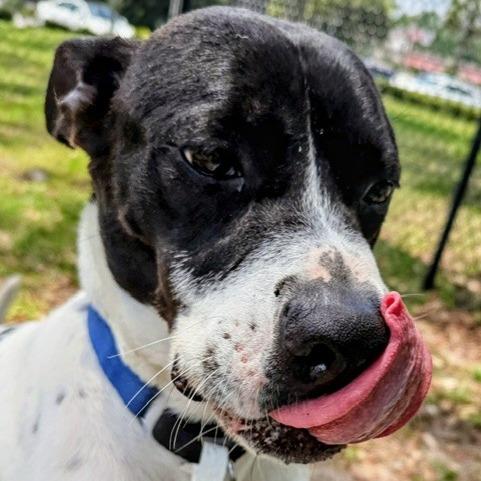Tank, a Adoptable Mixed Breed in Jacksonville, FL image 6/6