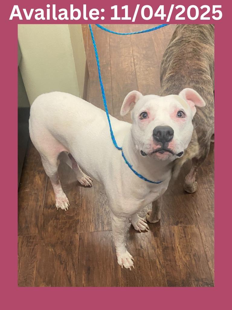 Dog Kennel #4 Cookie, Adoptable, Adult Female Pit Bull Terrier & Mixed Breed.