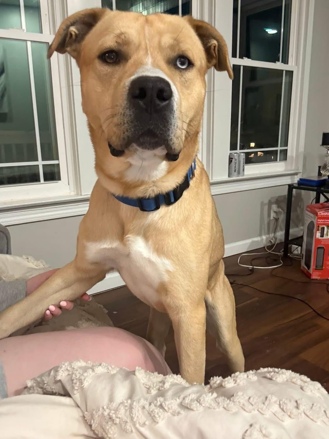 Enlarge Bullwinkle, a ADOPTABLE mixed breed in Greenwood, IN image 2/6