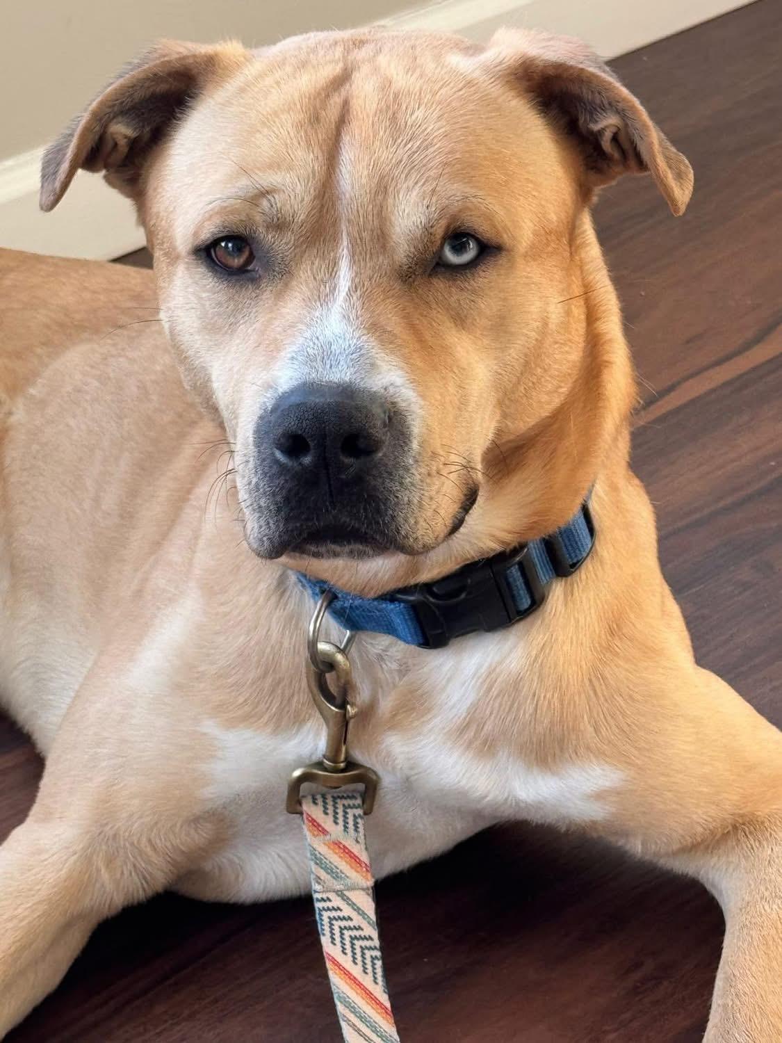 Enlarge Bullwinkle, a ADOPTABLE mixed breed in Greenwood, IN image 4/6