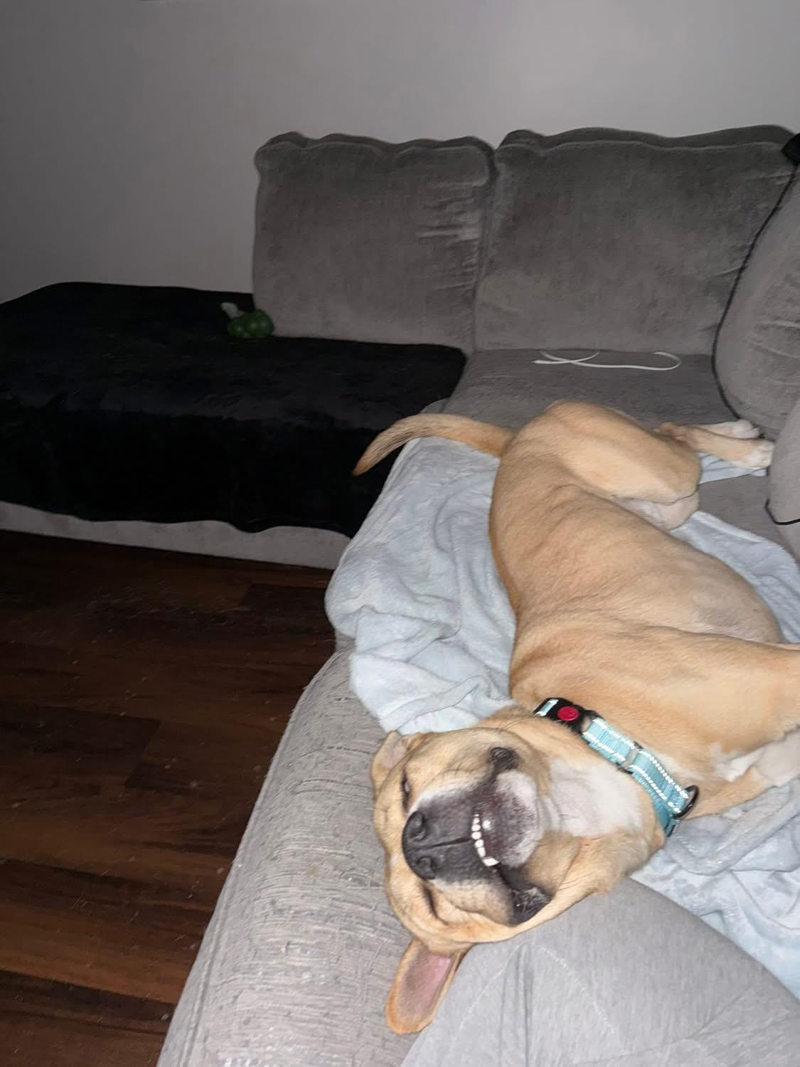 Enlarge Bullwinkle, a ADOPTABLE mixed breed in Greenwood, IN image 6/6