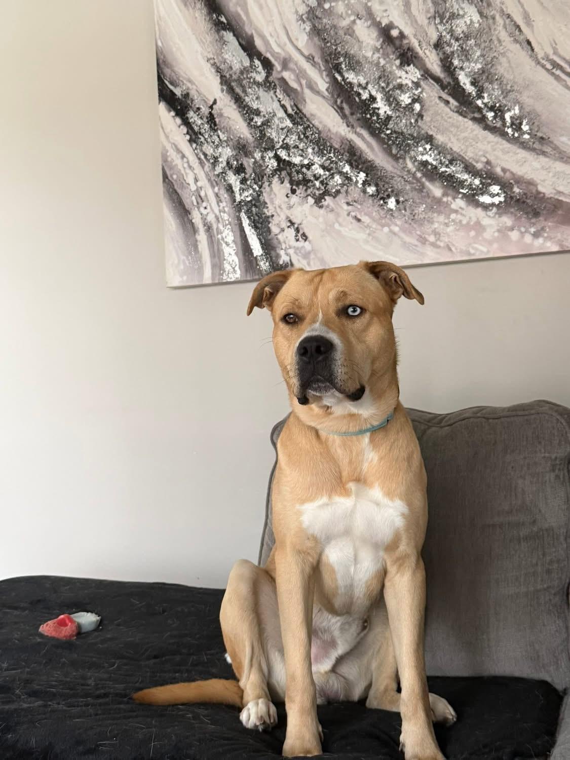 Enlarge Bullwinkle, a ADOPTABLE mixed breed in Greenwood, IN image 5/6