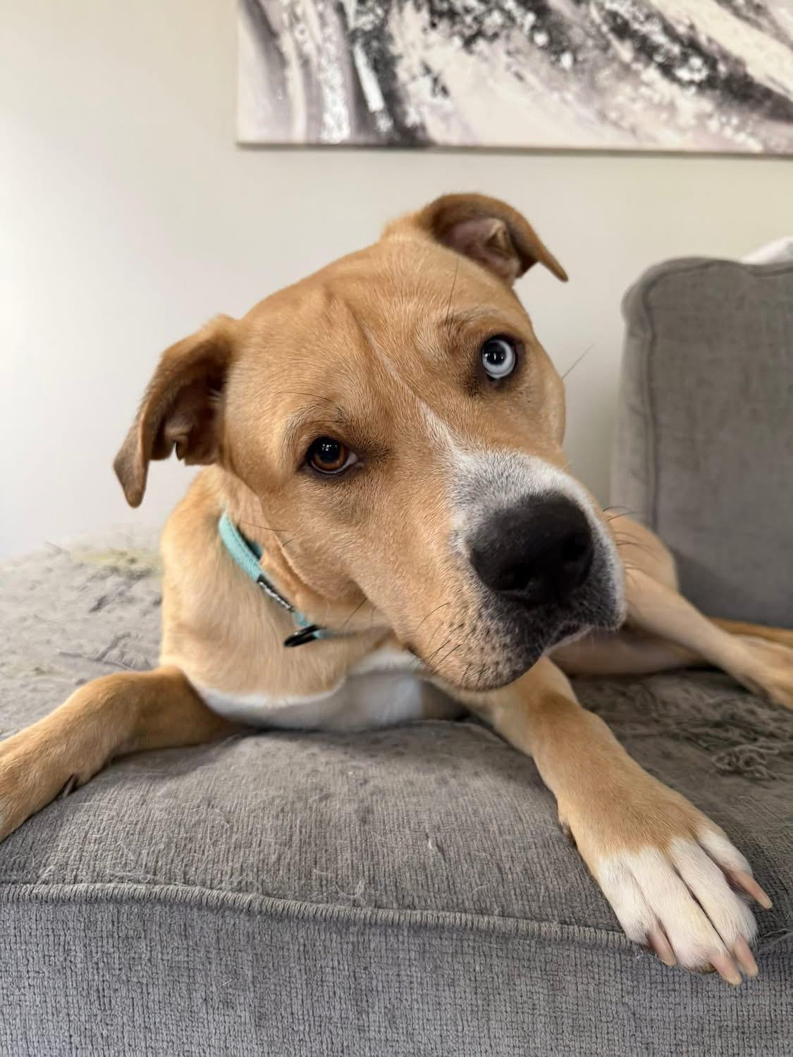 Enlarge Bullwinkle, a ADOPTABLE mixed breed in Greenwood, IN image 1/6