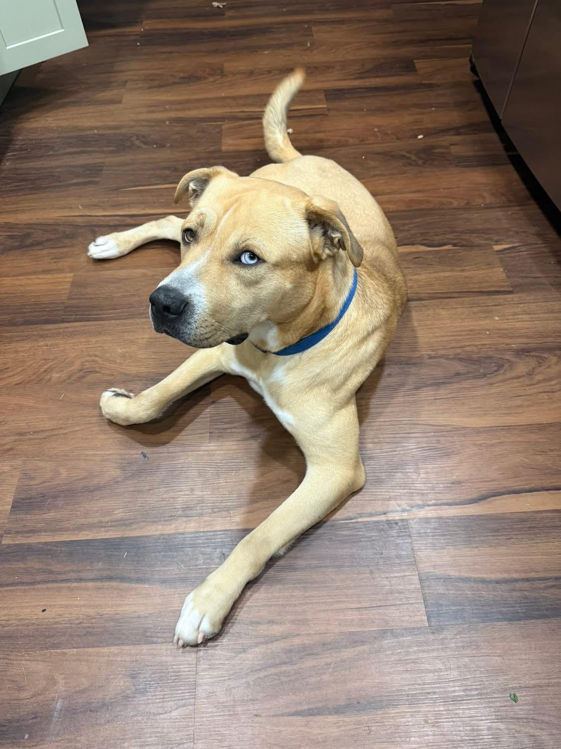 Enlarge Bullwinkle, a ADOPTABLE mixed breed in Greenwood, IN image 3/6