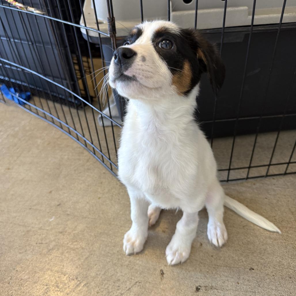 Tumbleweed — thumbnail 2