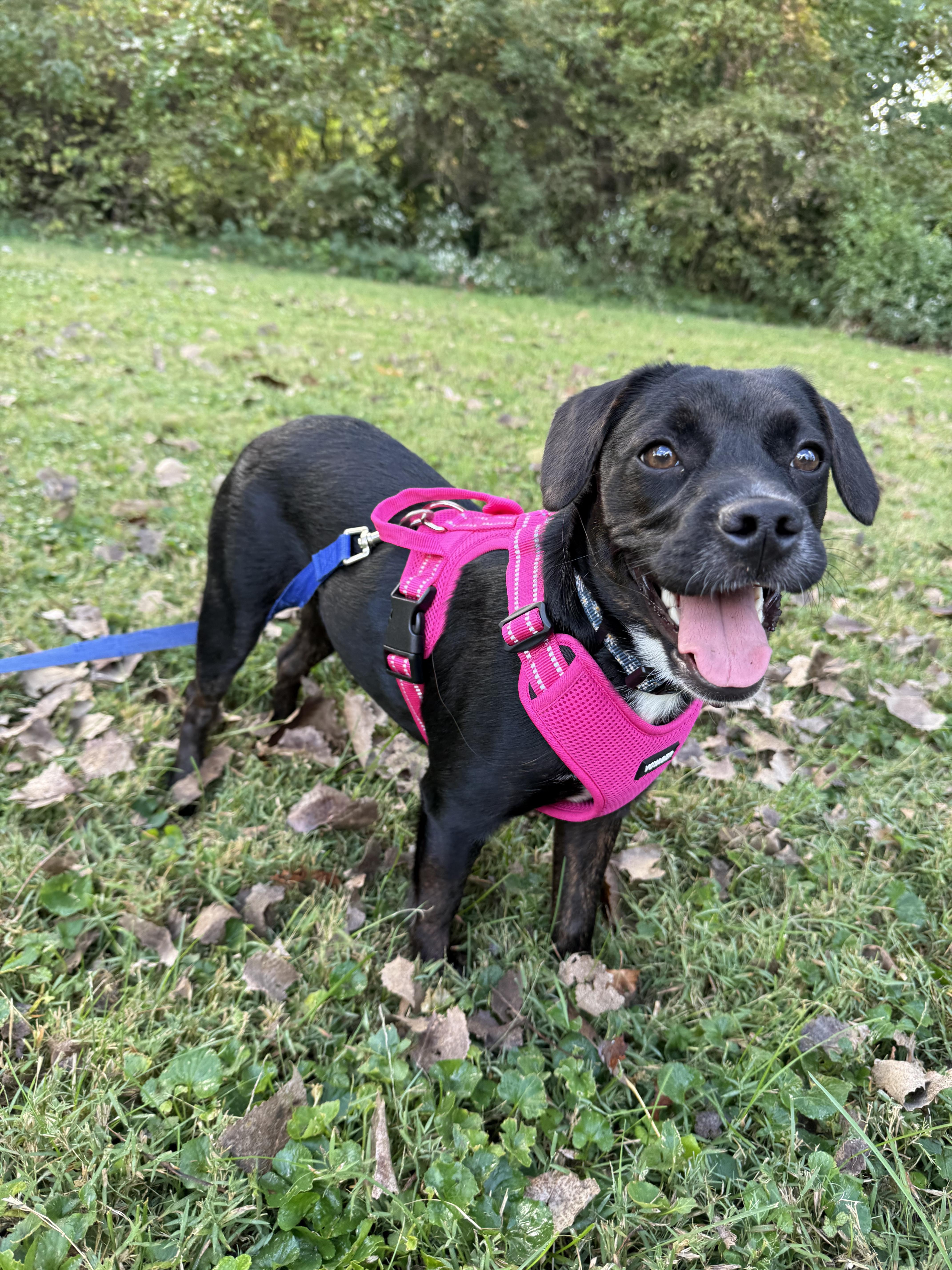 Enlarge Priya, an adopted mixed breed in INDIANAPOLIS, IN image 2/6