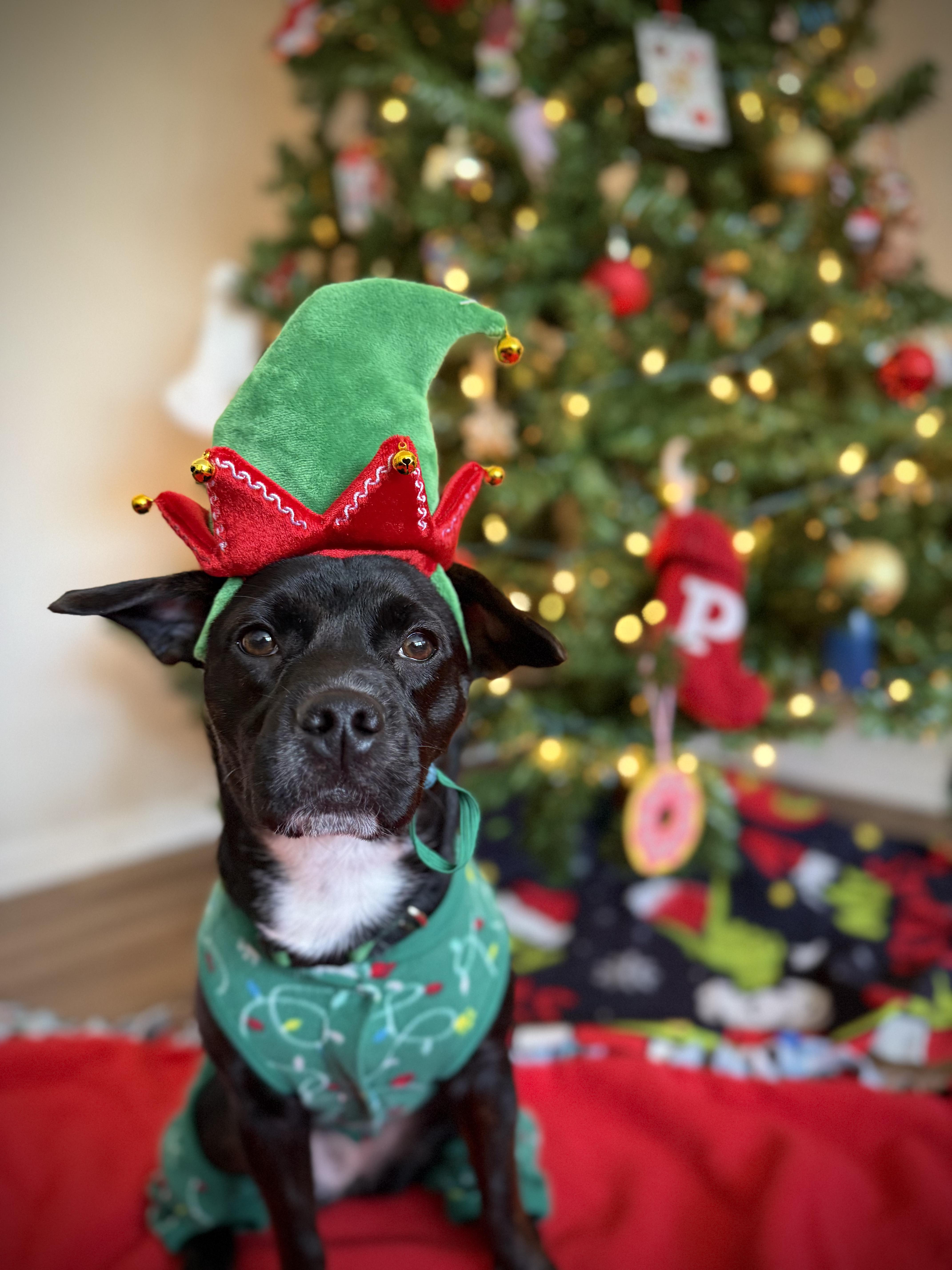 Enlarge Priya, an adopted mixed breed in INDIANAPOLIS, IN image 4/6