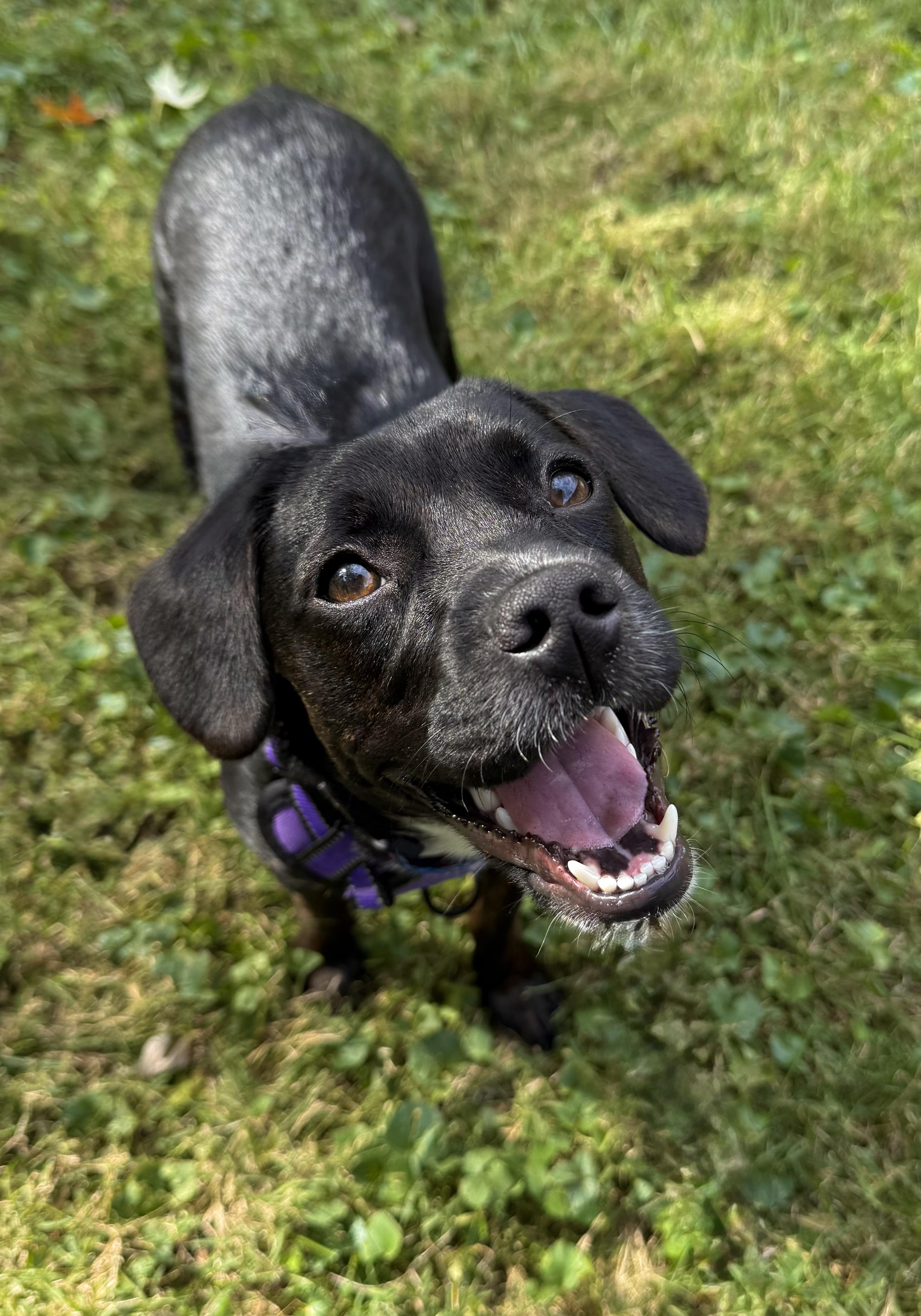 Enlarge Priya, an adopted mixed breed in INDIANAPOLIS, IN image 3/6