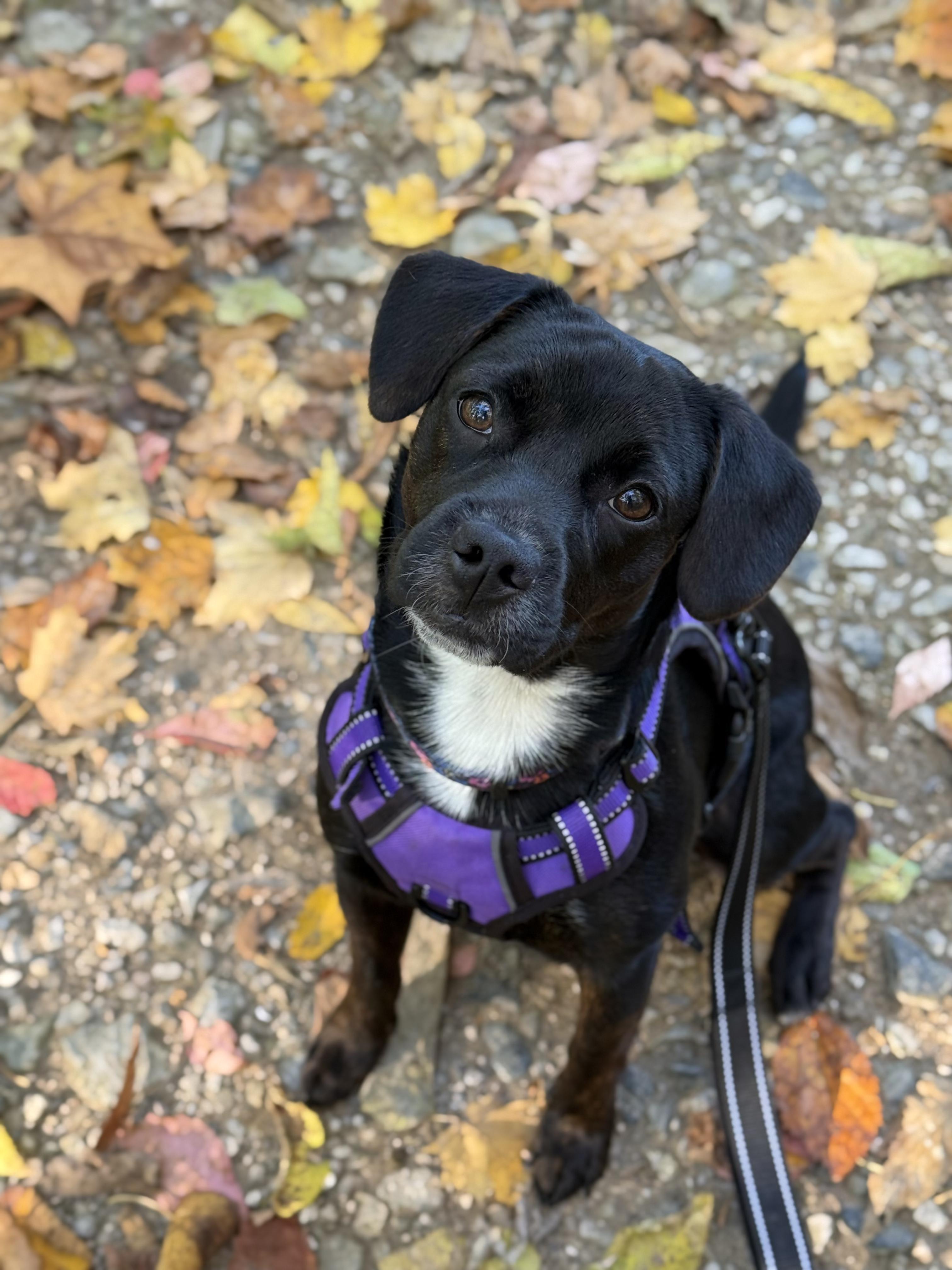 Enlarge Priya, an adopted mixed breed in INDIANAPOLIS, IN image 5/6