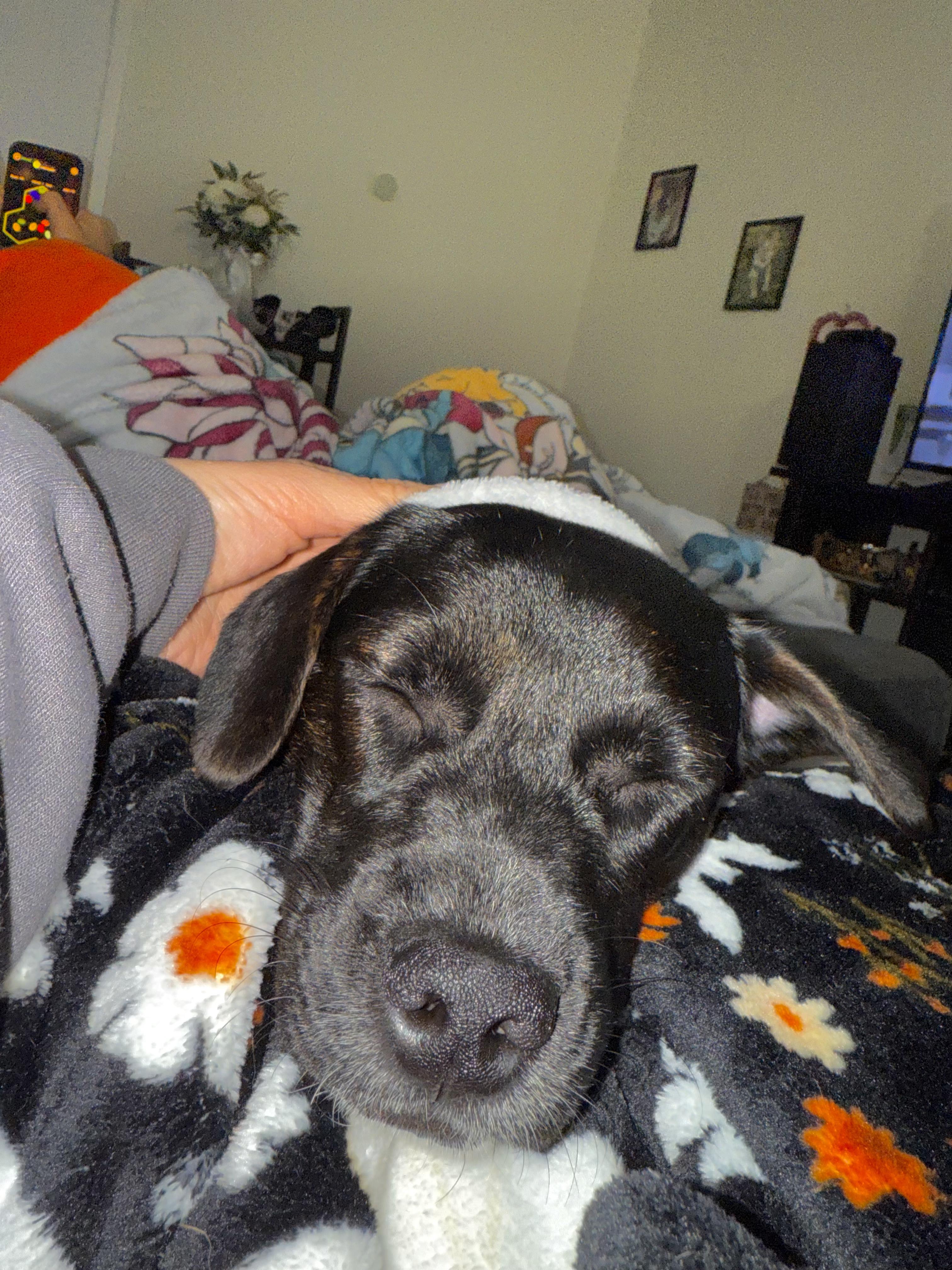 Enlarge Priya, an adopted mixed breed in INDIANAPOLIS, IN image 6/6