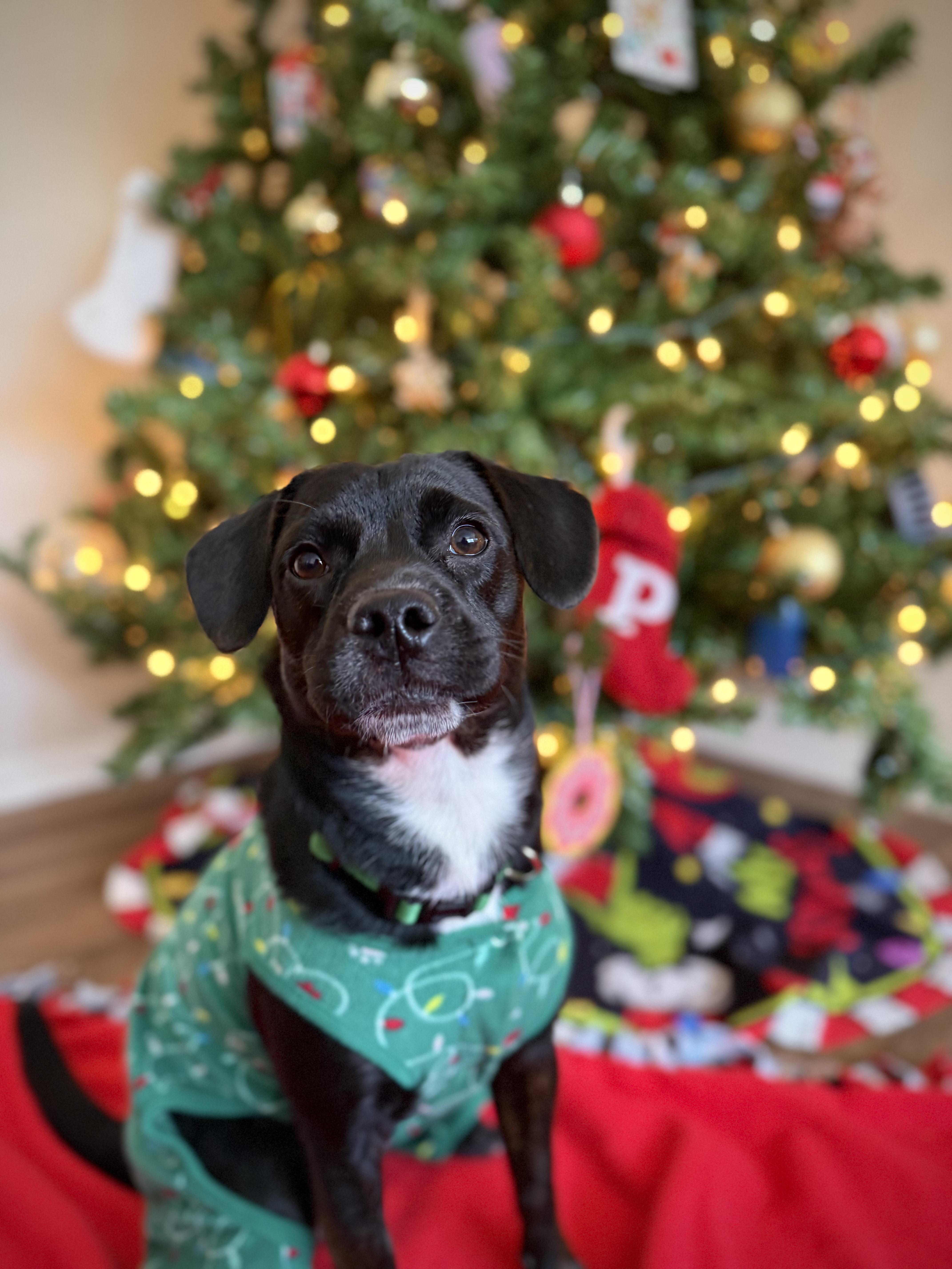 Enlarge Priya, an adopted mixed breed in INDIANAPOLIS, IN image 1/6