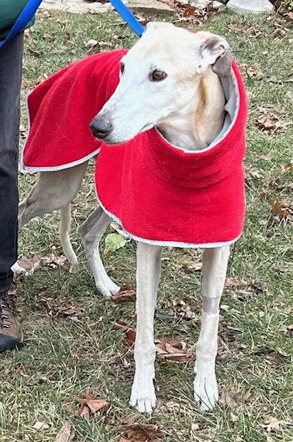 Enlarge Dewey, a Adoptable Greyhound in Kansas City, MO image 1/3