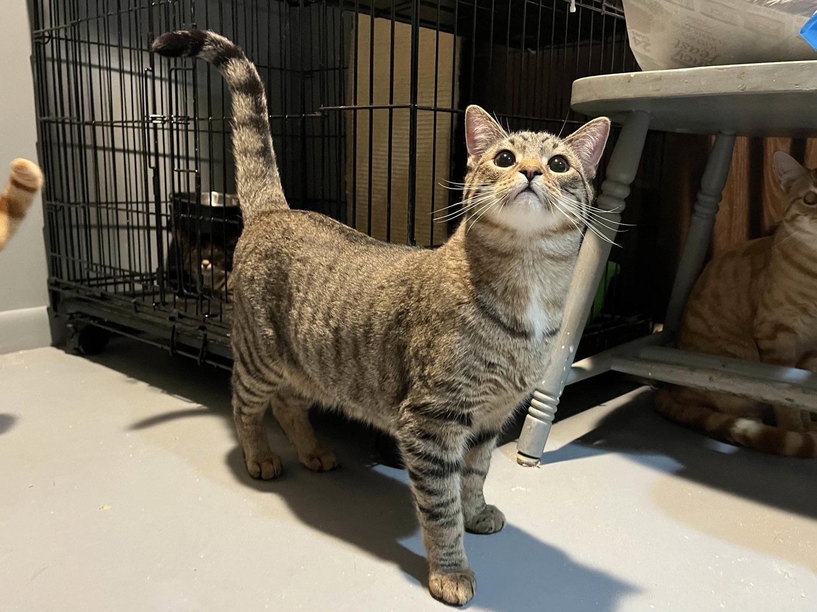 Crackers, a Adoptable Domestic Short Hair in Burton, MI image 2/3