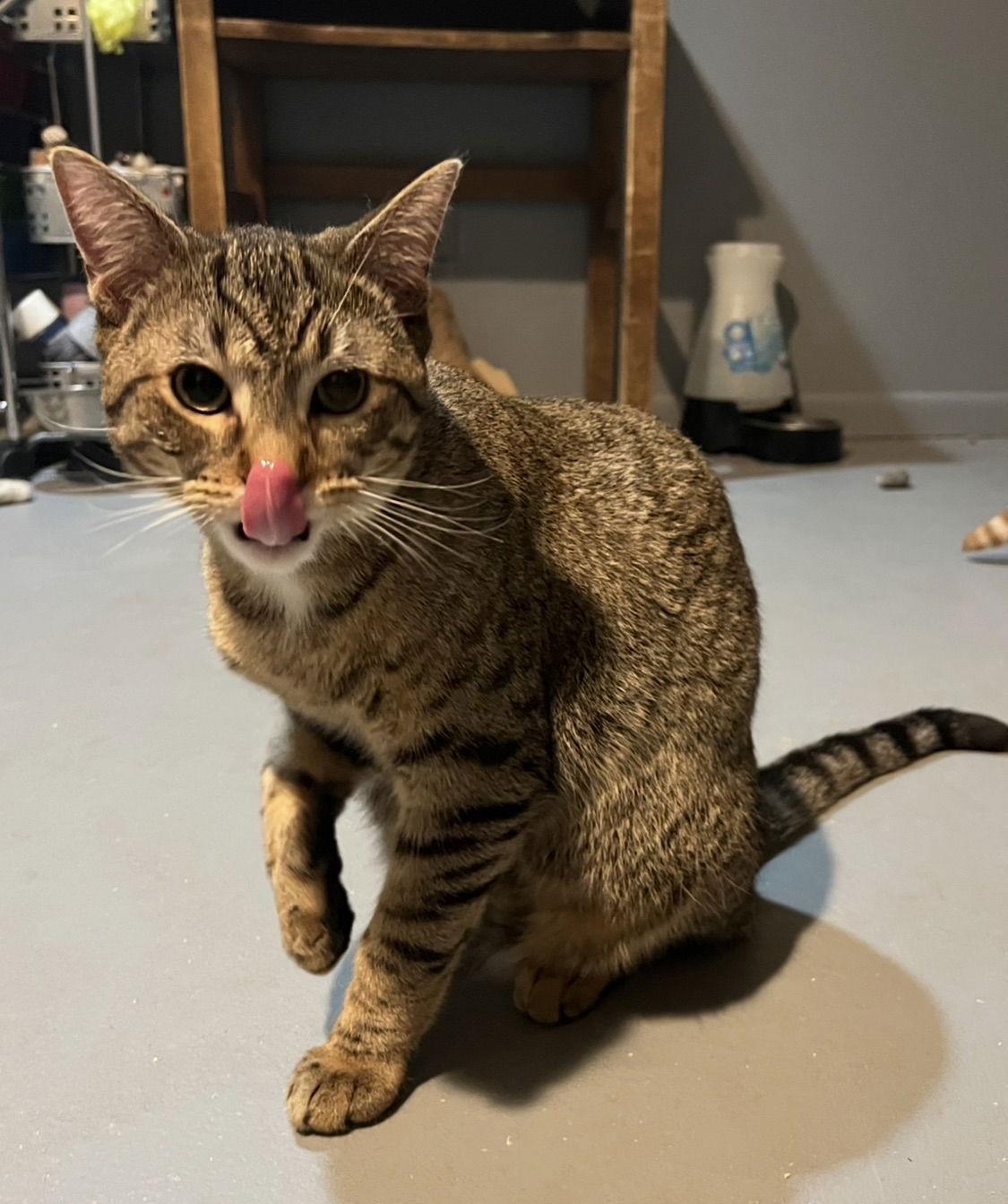 Crackers, a Adoptable Domestic Short Hair in Burton, MI image 3/3