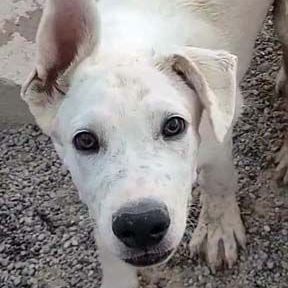 Banzai, Adoptable, Adult Male Shepherd & Border Collie.