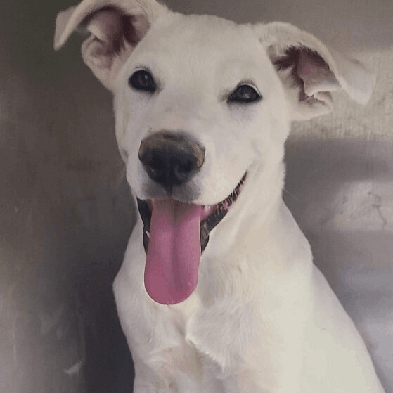 Enlarge Banzai, a Adoptable mixed breed in Pahrump, NV image 3/5