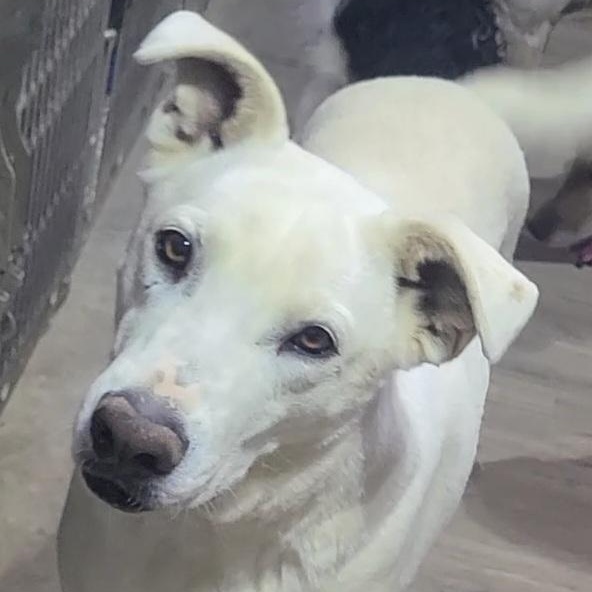 Enlarge Banzai, a Adoptable mixed breed in Pahrump, NV image 1/5