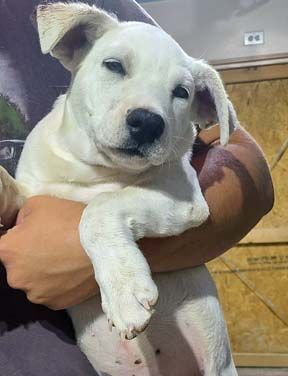 Enlarge Banzai, a Adoptable mixed breed in Pahrump, NV image 4/5