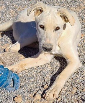 Enlarge Banzai, a Adoptable mixed breed in Pahrump, NV image 5/5