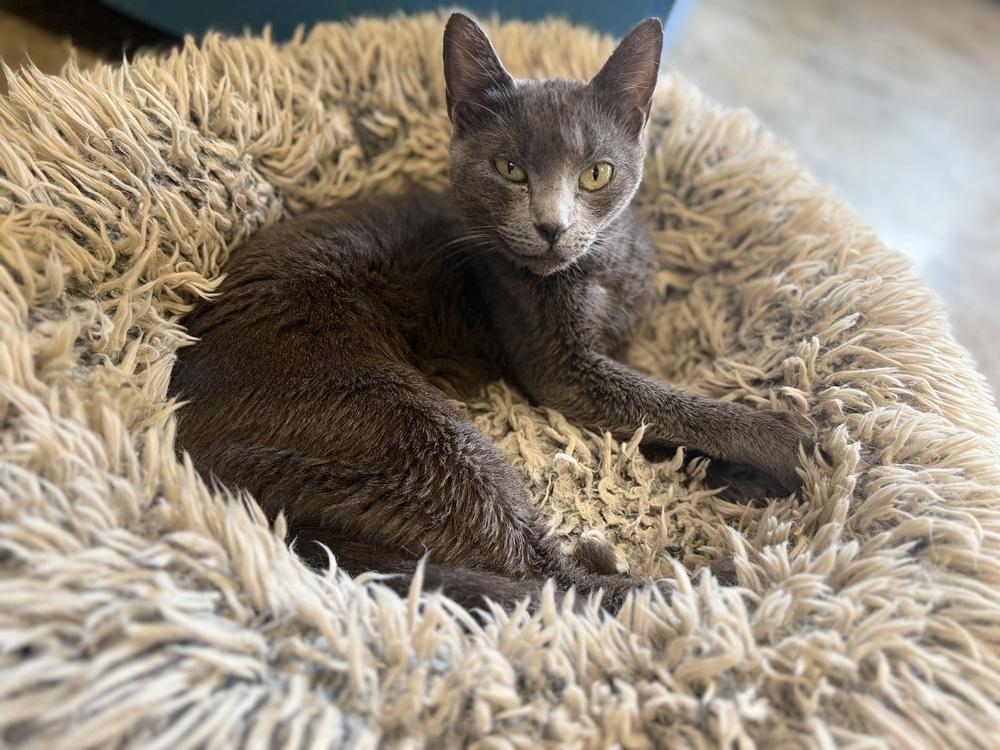 Ashy 23C-0202, Adoptable, Adult Female Domestic Short Hair.