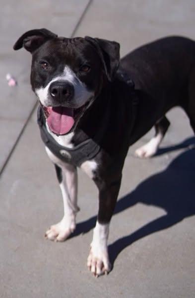 Dom, Adoptable, Adult Male Pit Bull Terrier.
