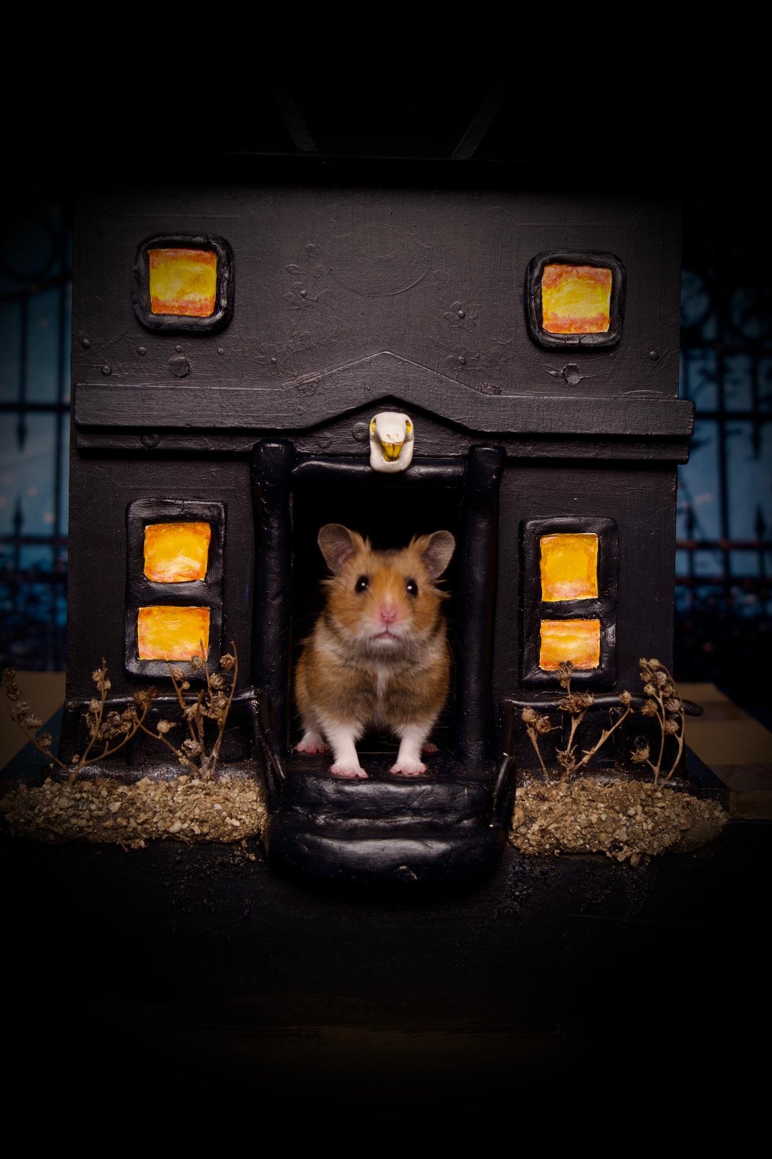Gum Drop, Adoptable, Young Male Dwarf Hamster & Hamster.