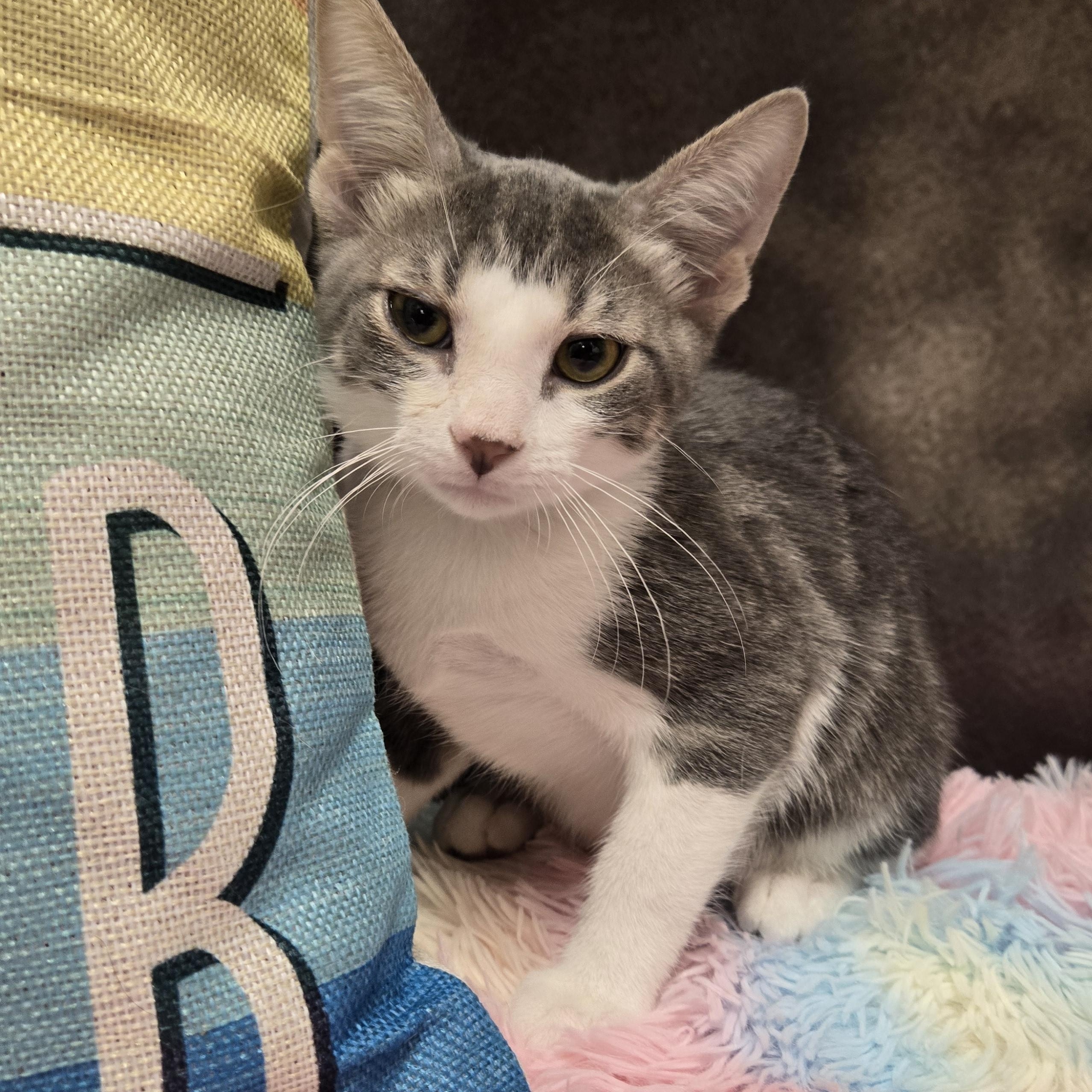 Reubin, an adopted Domestic Short Hair in Sedalia, MO image 2/3